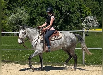 Lusitanos, Stute, 6 Jahre, 162 cm, Apfelschimmel
