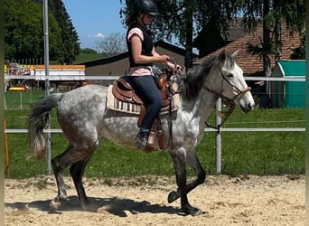 Lusitanos, Stute, 6 Jahre, 162 cm, Apfelschimmel
