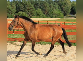Lusitanos, Stute, 6 Jahre, 165 cm, Brauner