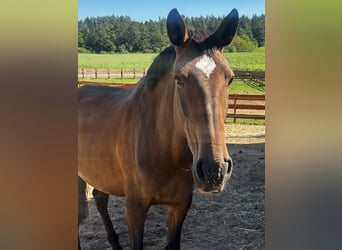 Lusitanos, Stute, 6 Jahre, 165 cm, Brauner