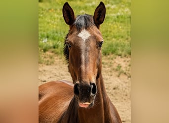 Lusitanos, Stute, 6 Jahre, 165 cm, Brauner