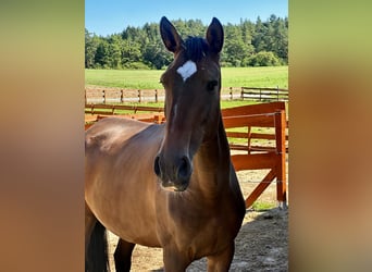 Lusitanos, Stute, 6 Jahre, 165 cm, Brauner