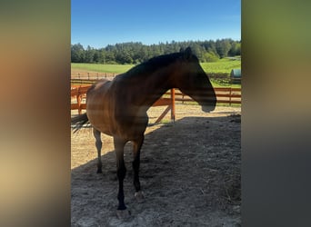 Lusitanos, Stute, 6 Jahre, 165 cm, Brauner
