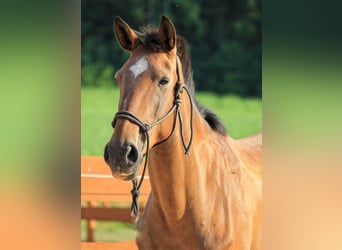 Lusitanos, Stute, 6 Jahre, 165 cm, Brauner