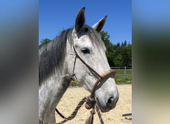 Lusitanos, Stute, 6 Jahre, Apfelschimmel