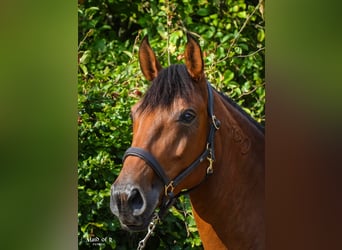 Lusitanos, Stute, 6 Jahre