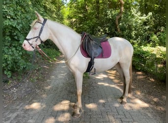 Lusitanos, Stute, 7 Jahre, 150 cm, Perlino