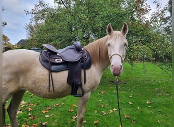 Lusitanos, Stute, 7 Jahre, 150 cm, Perlino