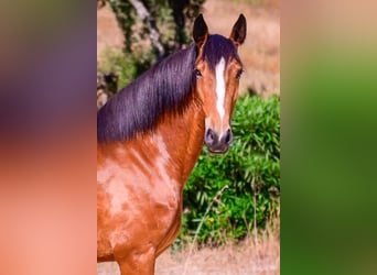 Lusitanos, Stute, 7 Jahre, 152 cm, Brauner