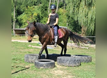 Lusitanos, Stute, 7 Jahre, 152 cm, Brauner