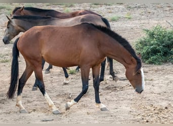 Lusitanos, Stute, 7 Jahre, 152 cm, Brauner