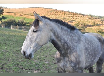 Lusitanos, Stute, 7 Jahre, 156 cm, Rappschimmel