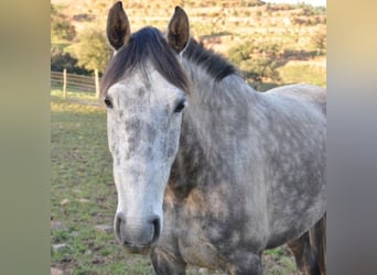 Lusitanos, Stute, 7 Jahre, 156 cm, Rappschimmel