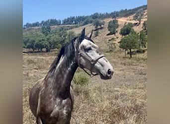 Lusitanos, Stute, 7 Jahre, 156 cm, Rappschimmel