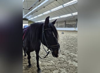 Lusitanos, Stute, 7 Jahre, 157 cm, Rappe