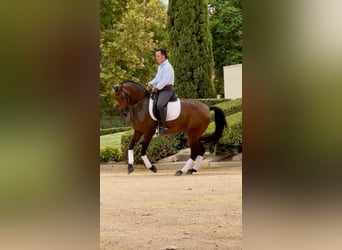 Lusitanos, Stute, 7 Jahre, 160 cm, Brauner