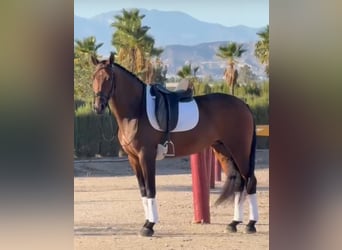 Lusitanos, Stute, 7 Jahre, 160 cm, Brauner