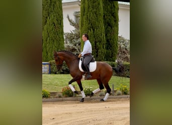Lusitanos, Stute, 7 Jahre, 160 cm, Brauner