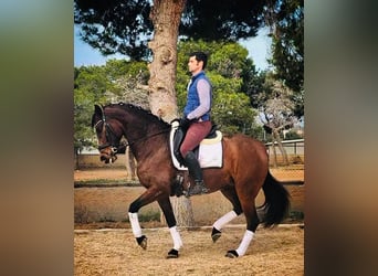 Lusitanos, Stute, 7 Jahre, 160 cm, Brauner