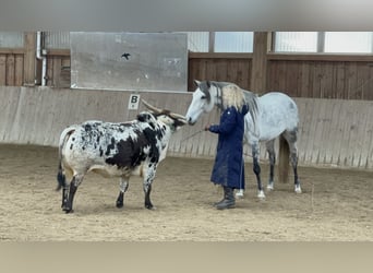 Lusitanos, Stute, 7 Jahre, 160 cm, Rappschimmel
