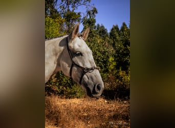 Lusitanos, Stute, 7 Jahre, 161 cm, Rotschimmel