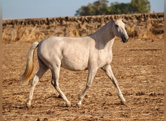 Lusitanos, Stute, 7 Jahre, 161 cm, Schimmel