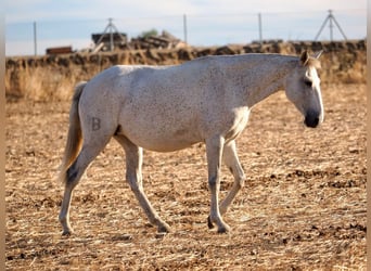 Lusitanos, Stute, 7 Jahre, 161 cm, Schimmel