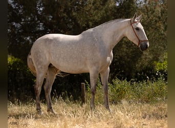 Lusitanos, Stute, 7 Jahre, 162 cm, Schimmel