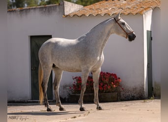 Lusitanos, Stute, 7 Jahre, 162 cm, Schimmel
