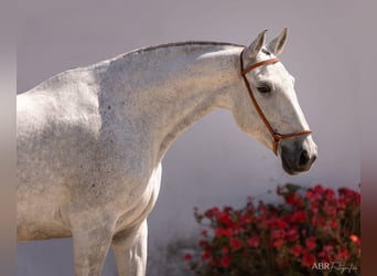 Lusitanos, Stute, 7 Jahre, 162 cm, Schimmel