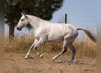 Lusitanos, Stute, 7 Jahre, 162 cm, Schimmel
