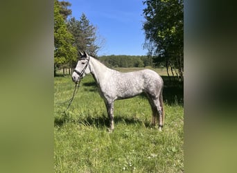 Lusitanos, Stute, 7 Jahre, 165 cm, Apfelschimmel
