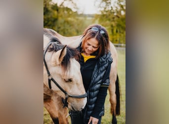 Lusitanos, Stute, 7 Jahre, 165 cm, Falbe