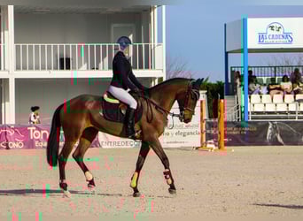 Lusitanos, Stute, 7 Jahre, 168 cm, Dunkelbrauner