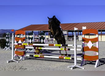 Lusitanos, Stute, 7 Jahre, 168 cm, Dunkelbrauner