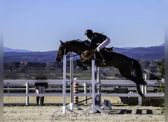 Lusitanos, Stute, 7 Jahre, 168 cm, Dunkelbrauner