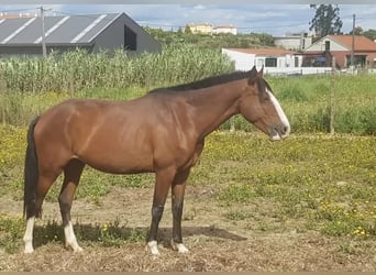 Lusitanos, Stute, 7 Jahre, Brauner