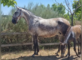 Lusitanos, Stute, 7 Jahre, Schimmel