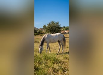Lusitanos, Stute, 7 Jahre, White