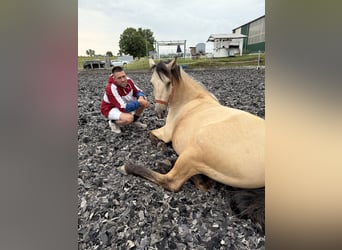 Lusitanos Mix, Stute, 8 Jahre, 150 cm, Falbe