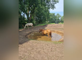 Lusitanos, Stute, 8 Jahre, 150 cm, Perlino