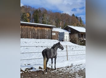 Lusitanos, Stute, 8 Jahre, 159 cm, Fliegenschimmel