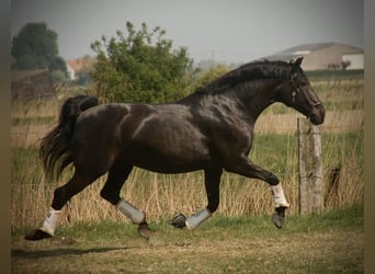 Lusitanos, Stute, 8 Jahre, 160 cm