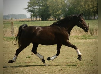 Lusitanos, Stute, 8 Jahre, 160 cm