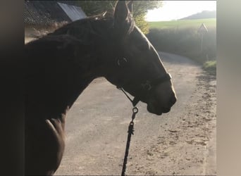 Lusitanos, Stute, 8 Jahre, 160 cm, Falbe