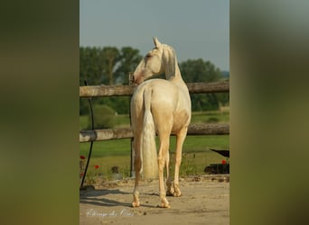 Lusitanos, Stute, 8 Jahre, 160 cm, Palomino