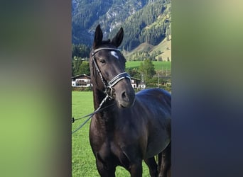 Lusitanos, Stute, 8 Jahre, 160 cm, Schwarzbrauner Lusitanos, Stute, 8 Jahre, 160 cm, Schwarzbrauner