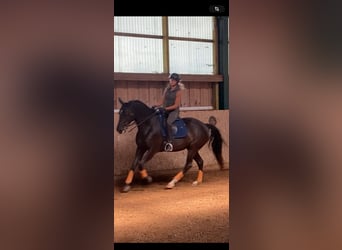 Lusitanos, Stute, 8 Jahre, 160 cm, Schwarzbrauner Lusitanos, Stute, 8 Jahre, 160 cm, Schwarzbrauner