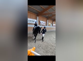 Lusitanos, Stute, 8 Jahre, 160 cm, Schwarzbrauner Lusitanos, Stute, 8 Jahre, 160 cm, Schwarzbrauner