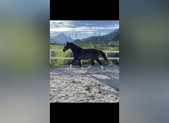 Lusitanos, Stute, 8 Jahre, 160 cm, Schwarzbrauner Lusitanos, Stute, 8 Jahre, 160 cm, Schwarzbrauner